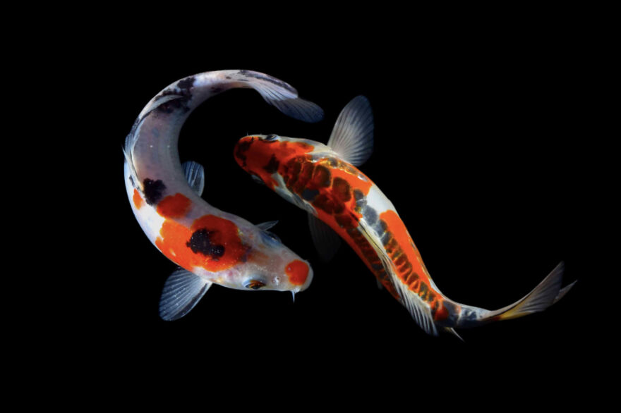 The Symbolic Meaning Of Koi Fish