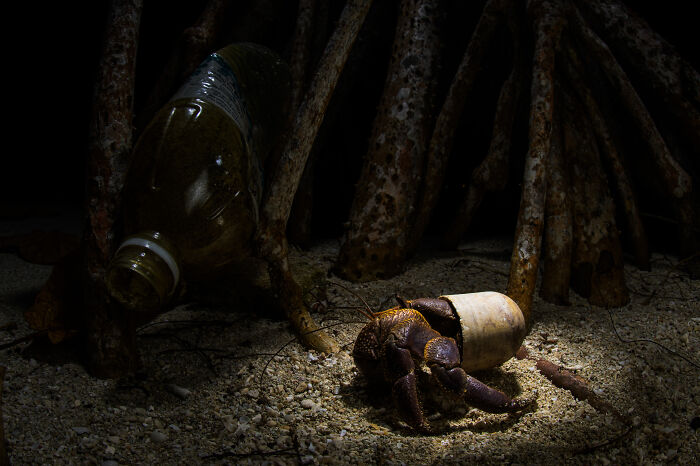 Hermit crab in a shell among mangrove roots with plastic pollution, featured in mangrove photography awards entries.