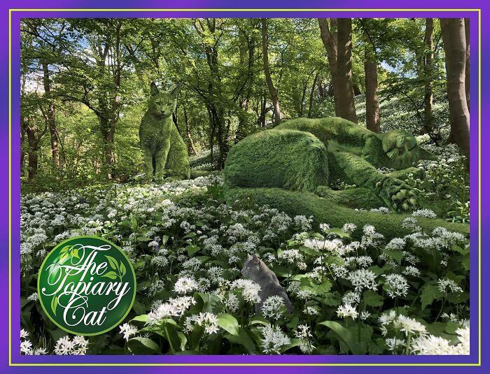Cat artist creates cool and interesting edits transforming his cat into a bush in a forest filled with white flowers.