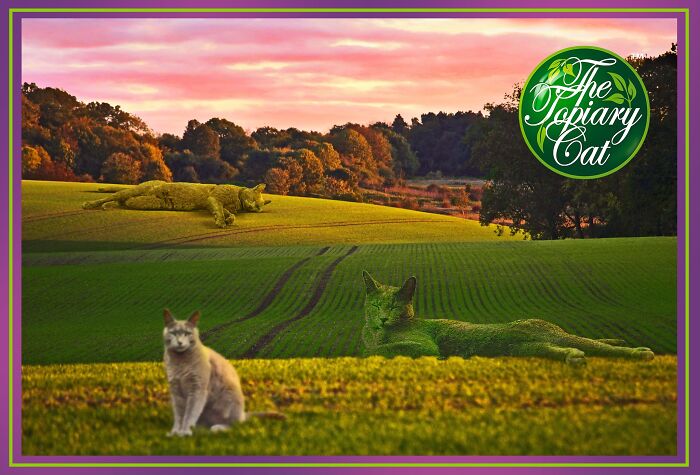 Cat creatively edited as a bush blending into a field, showcasing cool and interesting artistic edits of the cat as a bush.