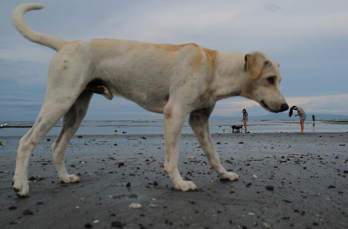 Light-colored dog walking on a beach with people and other dogs in the background, captured by street dog photographer.