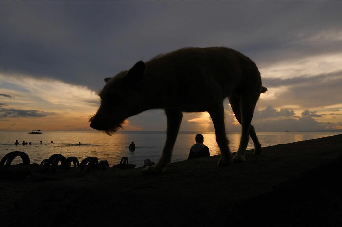 Silhouette of a dog owning the streets near a beach at sunset, with people and boats in the background.