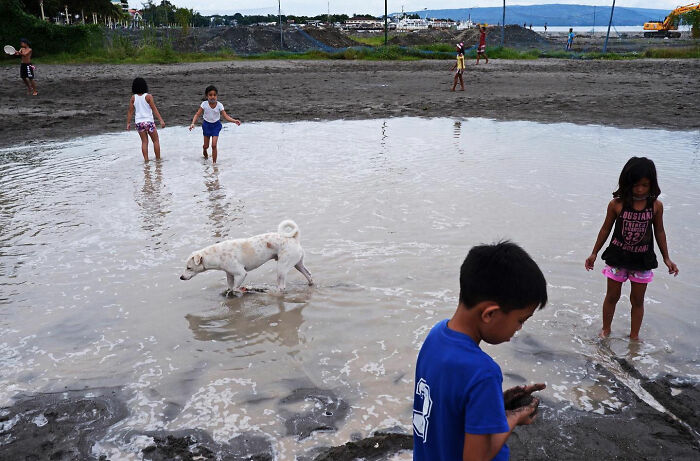Dog walking and playing in a muddy water puddle, captured by photographer showcasing dogs owning the streets.