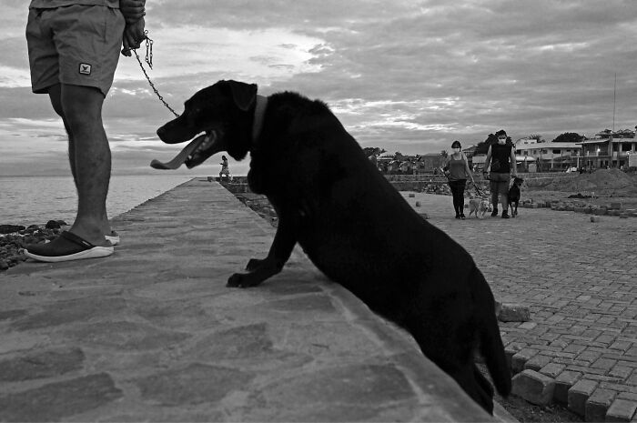 Black dog climbing a stone path beside its owner, captured in street photography showcasing dogs owning the streets.