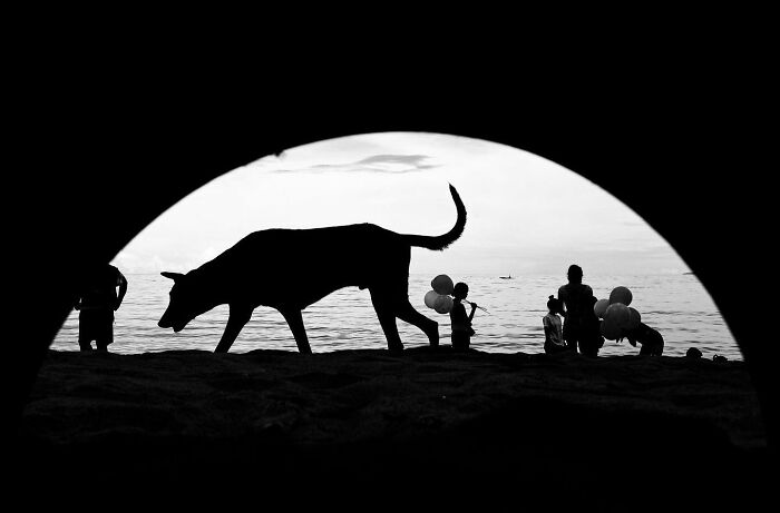 Silhouette of a dog owning the streets near people holding balloons at sunset, captured by a skilled street photographer.