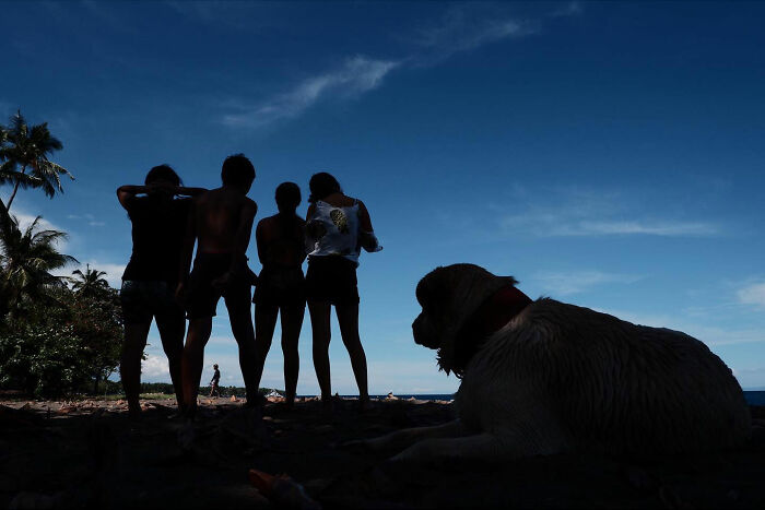 Silhouette of a dog and four children outdoors in a natural setting, capturing dogs owning the streets vibe.