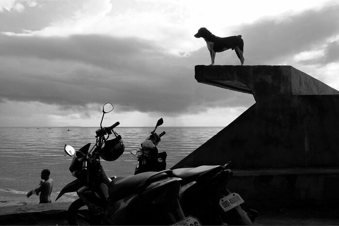 Dog standing on concrete structure by the sea, captured in a street photography style showcasing dogs owning the streets.