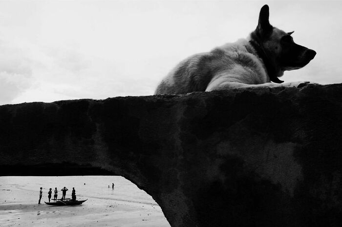 Black and white photo of a dog owning the streets, lying on a structure above people near the shore.