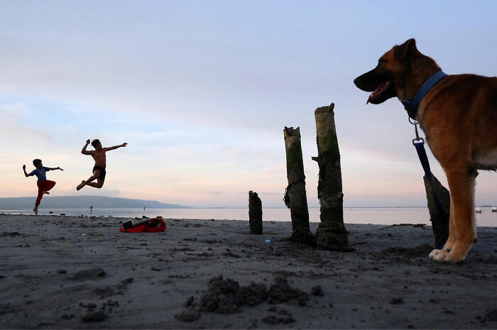 Dog on a leash watches children playing on a beach at sunset, showcasing dogs owning the streets in natural settings.