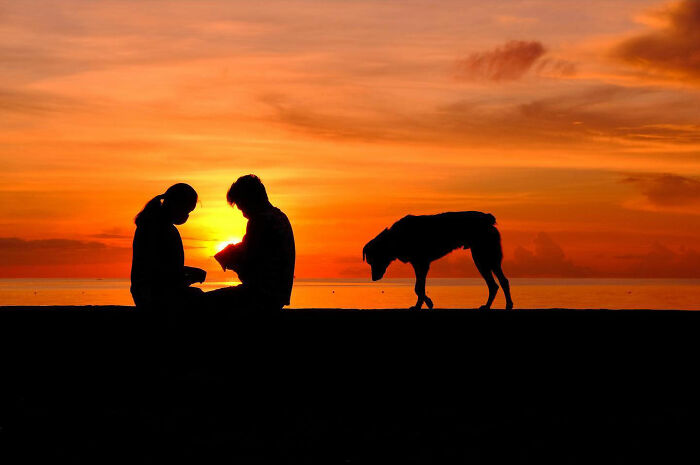 Silhouettes of two people and a dog on the street at sunset, capturing dogs owning the streets in a striking photo.