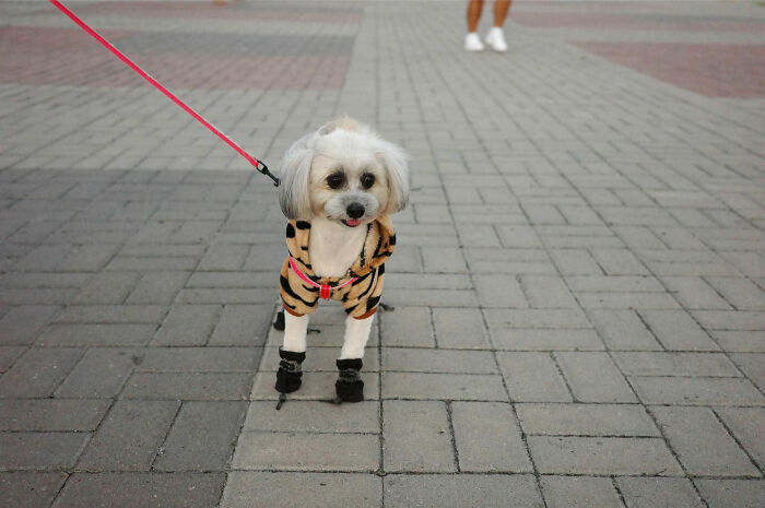 Small dog wearing a striped outfit and booties on a leash, captured in a street photography style.