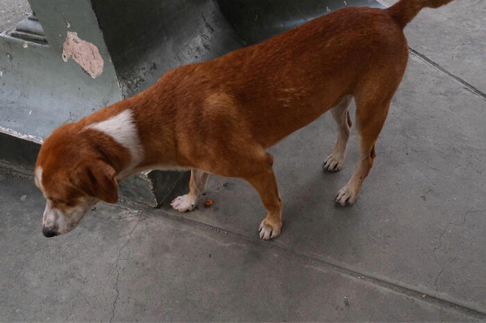 Brown and white dog walking on urban street pavement, captured by photographer showcasing dogs owning the streets.