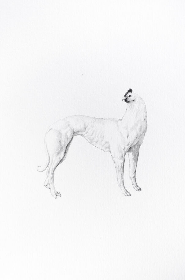 Graphite drawing of a hybrid creature with a dog's body and a chicken's head, creating a deeply unsettling image.