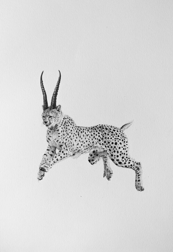 Graphite drawing of unsettling hybrid animal combining a cheetah body with long curved antelope horns on a white background.