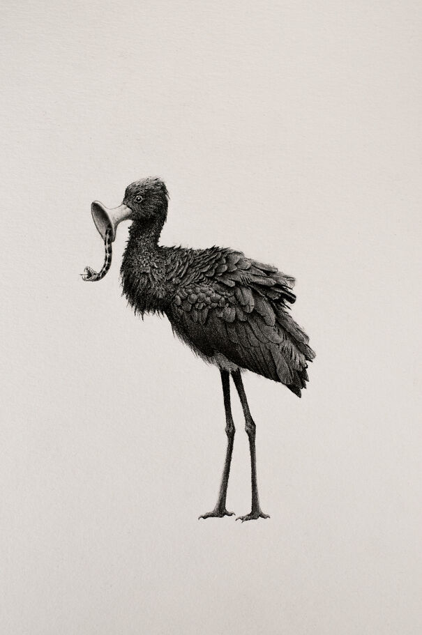 Graphite drawing of a bird with an unusual beak holding a small snake, creating a deeply unsettling effect.