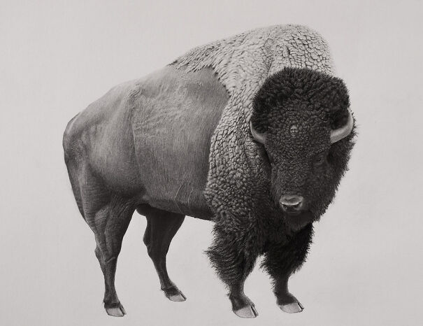 Graphite drawing of a bison blending realistic details with unsettling surreal elements in monochrome tones.