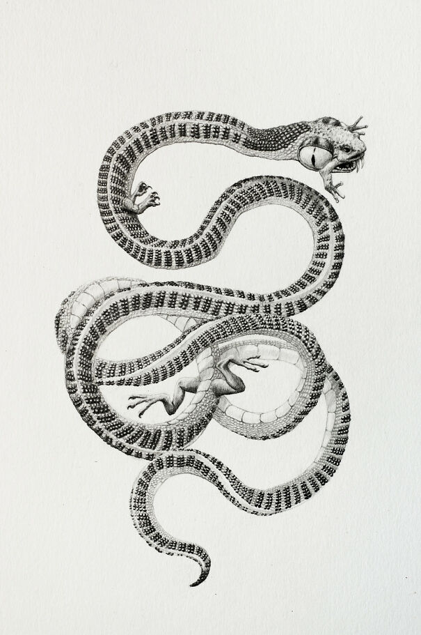 Graphite drawing of a snake with frog limbs and a distorted face, blending familiar features into something deeply unsettling.
