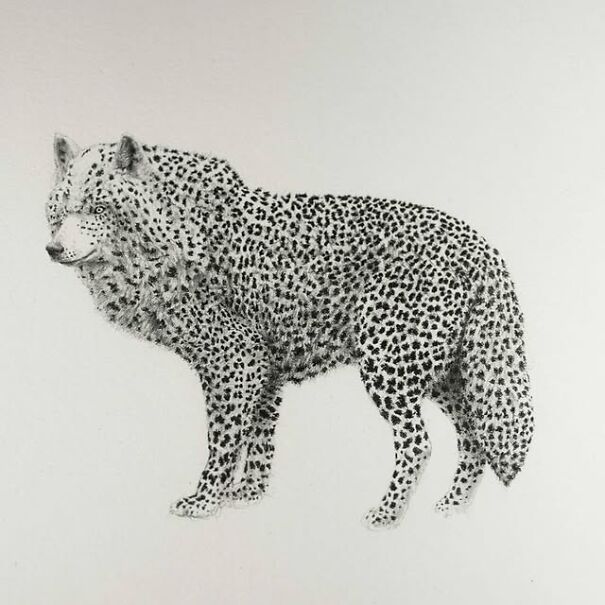 Graphite drawing of a creature with the body of a leopard and the head of a wolf, creating an unsettling familiar hybrid.