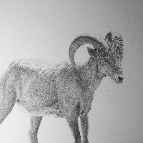 Graphite drawing of a ram with an unsettling, distorted face blending animal features in a deeply unsettling style.