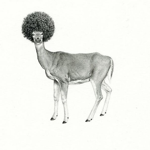 Graphite drawing of a deer with an afro hairstyle blending familiar animal features into something deeply unsettling.