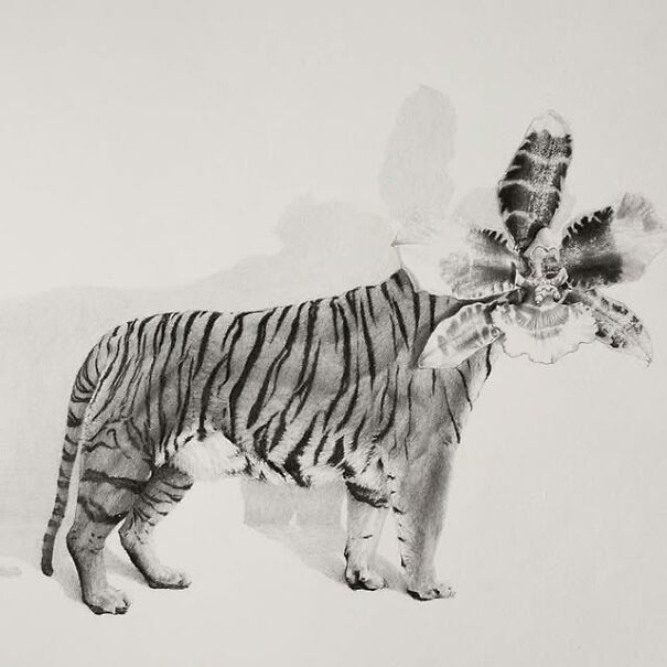 Graphite drawing of a tiger with a large flower replacing its head, creating a deeply unsettling surreal image.