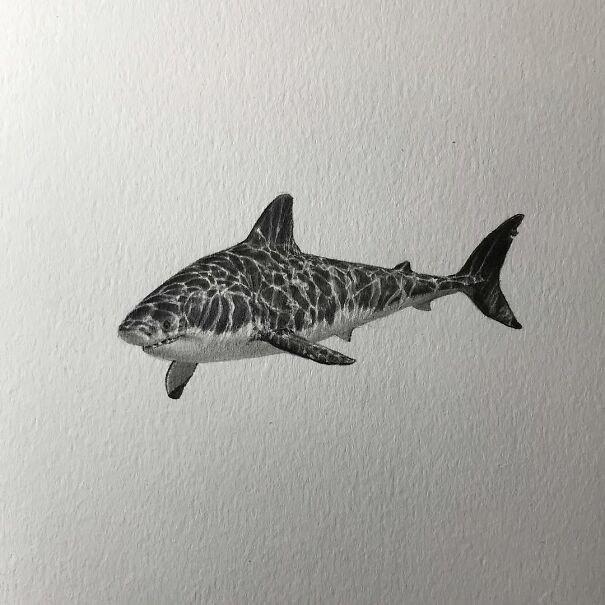Detailed graphite drawing of a shark with realistic water reflections, showcasing unsettling and familiar marine life art.