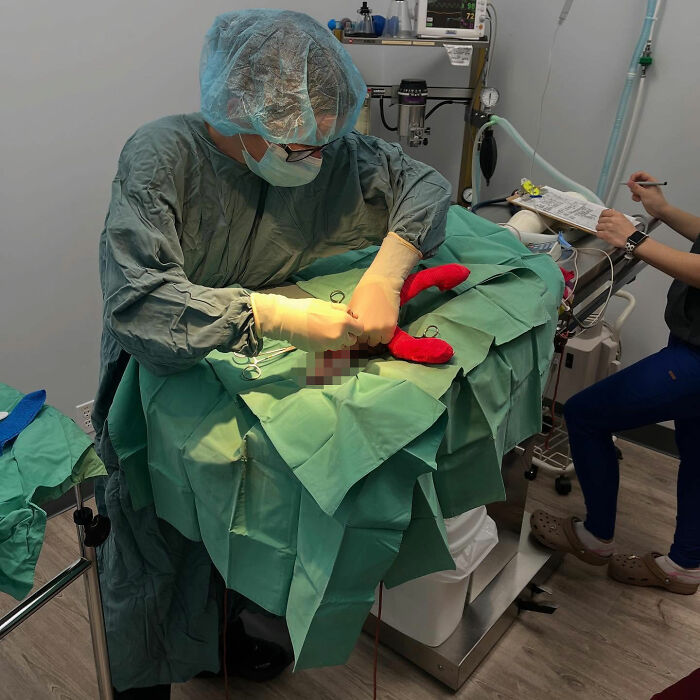 Veterinarian performing life-changing surgery on an adorable six-legged kitten in a sterile surgical room.