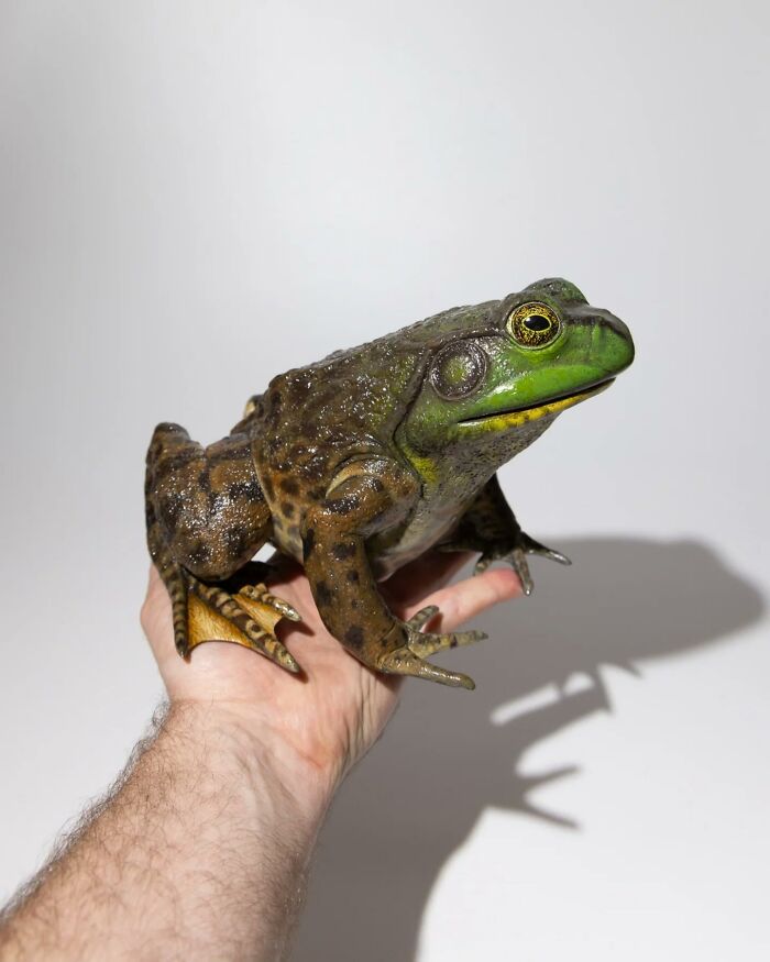 A realistic frog sculpture held in a hand, showcasing lifelike craftsmanship from paper and wood by the artist.