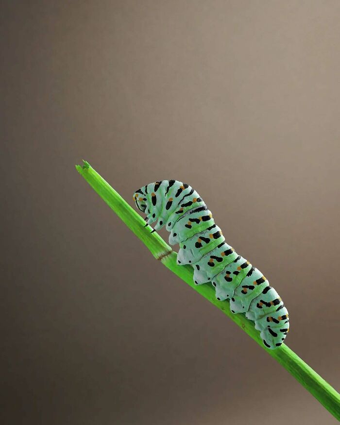 Green caterpillar on a stem, showcasing lifelike detail in a paper and wood bird art style.