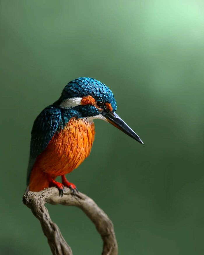 Lifelike bird sculpture crafted from paper and wood, showing detailed blue and orange feathers perched on a branch.