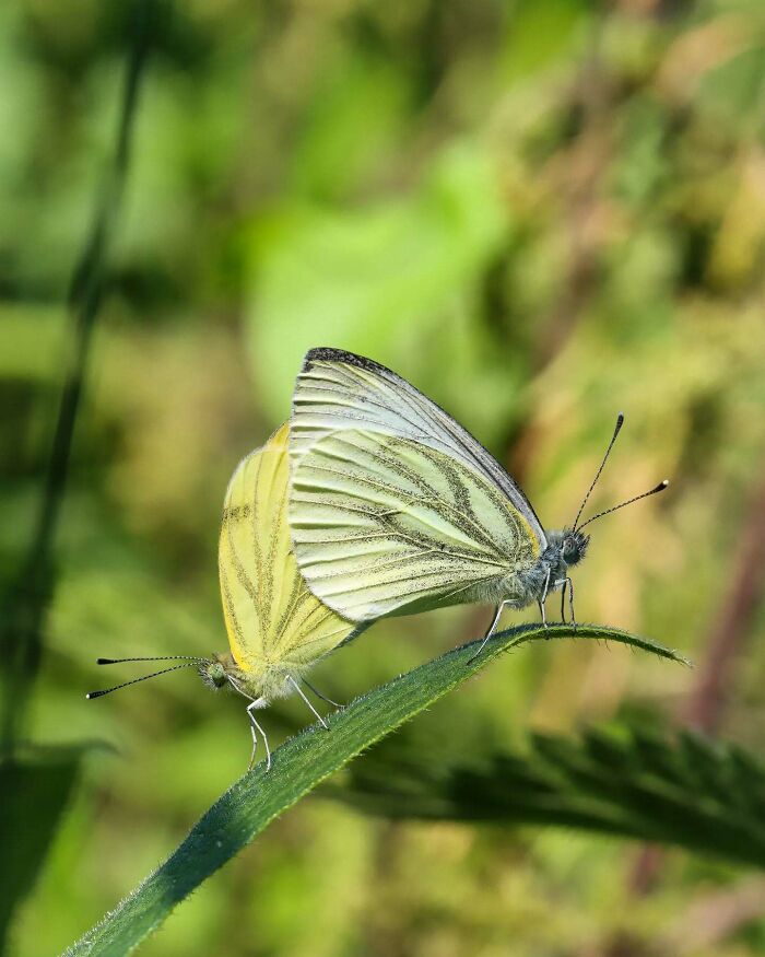 Two lifelike paper and wood birds perched on a green leaf against a blurred natural background.