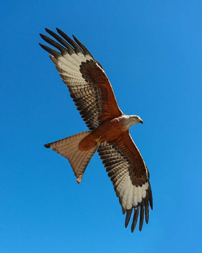 Lifelike bird sculpture crafted from paper and wood, showcasing detailed wings and vibrant natural colors in flight against blue sky.