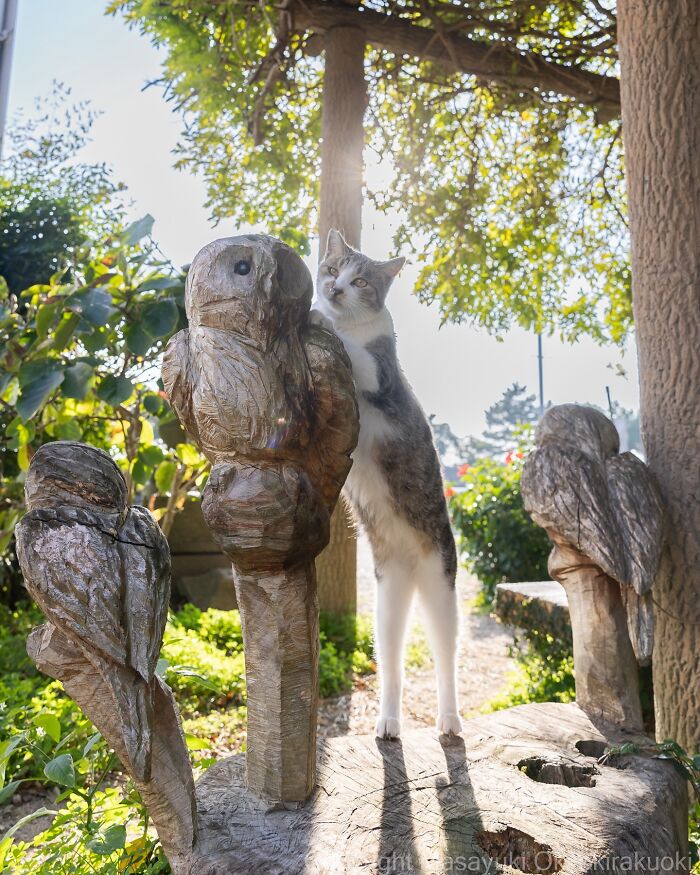 Playful cat interacting with carved wooden owls outdoors, showcasing the quirky and playful side of cats in natural light.