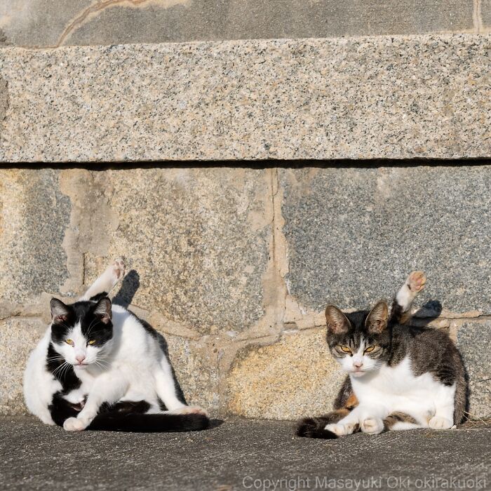Two cats relaxing against a stone wall, captured in entertaining cat pictures by Masayuki Oki in natural light.