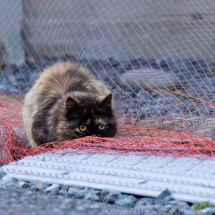 Fluffy tortoiseshell cat crouching on red netting with intense eyes, showcasing entertaining cat pictures by Masayuki Oki.