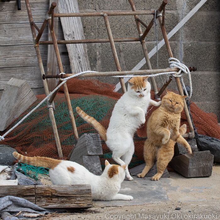 Three playful cats interacting near fishing nets and wooden debris, showcasing the quirky and playful side of cats.