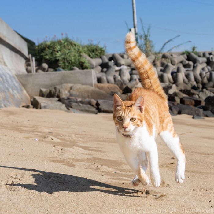Orange and white cat running on sandy beach with concrete and greenery in the background in entertaining cat pictures