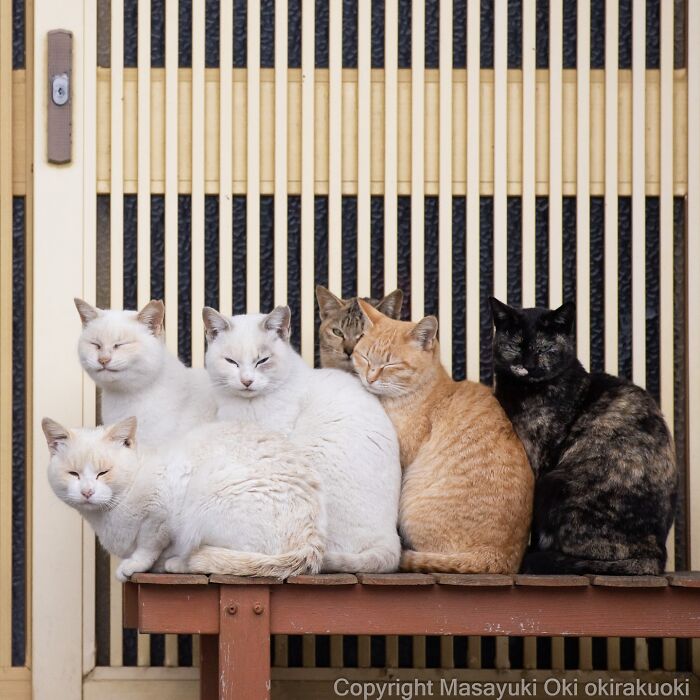 Six entertaining cats of various colors sitting closely together on a wooden bench against a striped background.