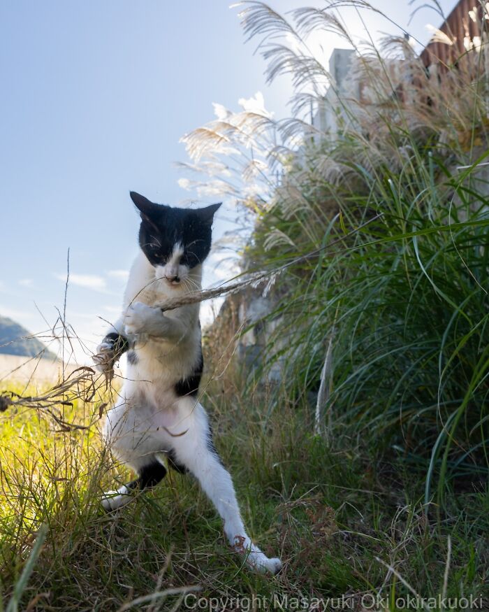 Black and white cat playing with grass outdoors in an entertaining cat picture captured by Masayuki Oki