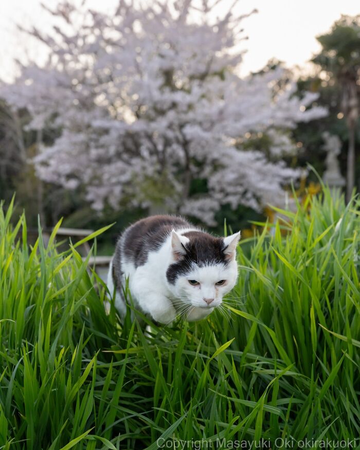 Cat playfully jumping through green grass with blurred flowering tree in soft background, showcasing quirky cat moments.