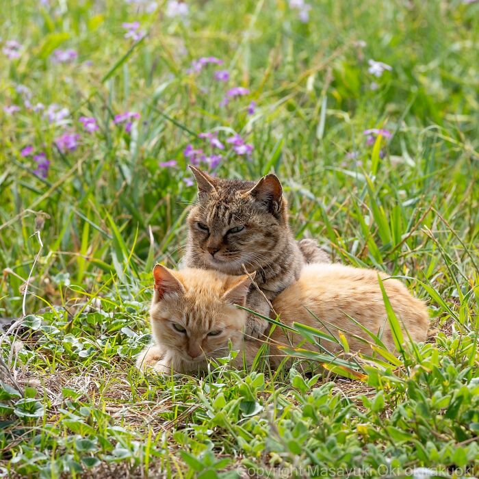 Two cats resting in a grassy field with purple flowers, showcasing the quirky and playful side of cats by Masayuki Oki.