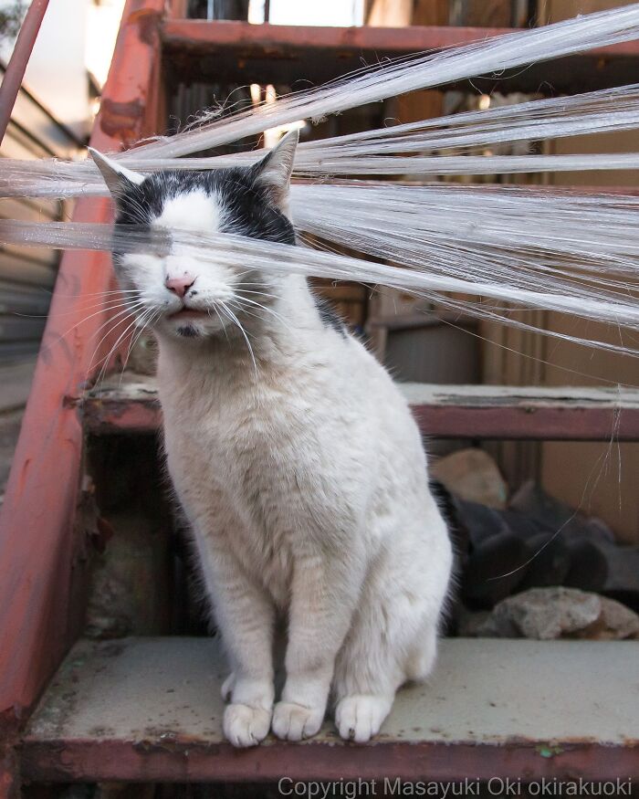 Cat sitting on metal stairs with plastic wrap stretched across its face in entertaining cat pictures by Masayuki Oki.