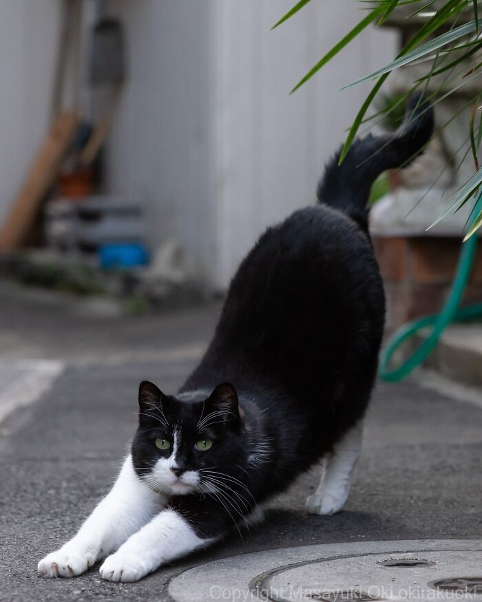 Black and white cat stretching playfully outdoors, showcasing the quirky and playful side of cats in a candid moment.