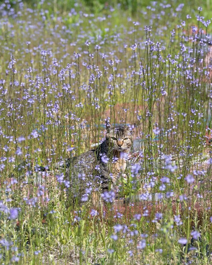 Tabby cat sitting calmly among tall purple wildflowers in a natural field, showcasing entertaining cat pictures by Masayuki Oki.