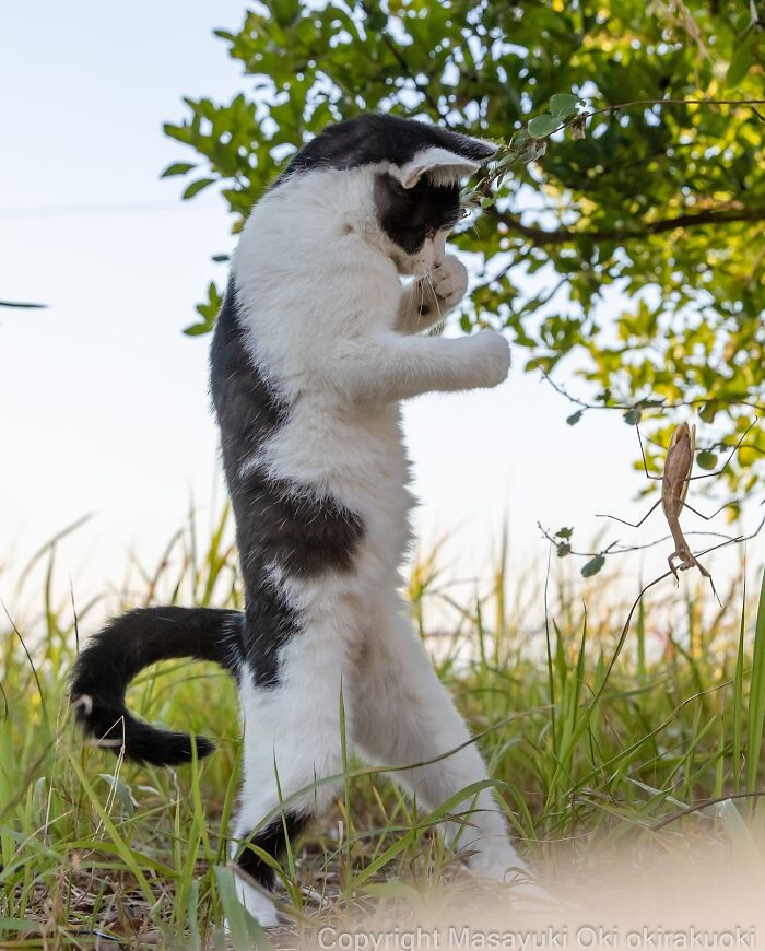 Black and white cat playfully interacting with a praying mantis outdoors, showcasing quirky and playful side of cats.
