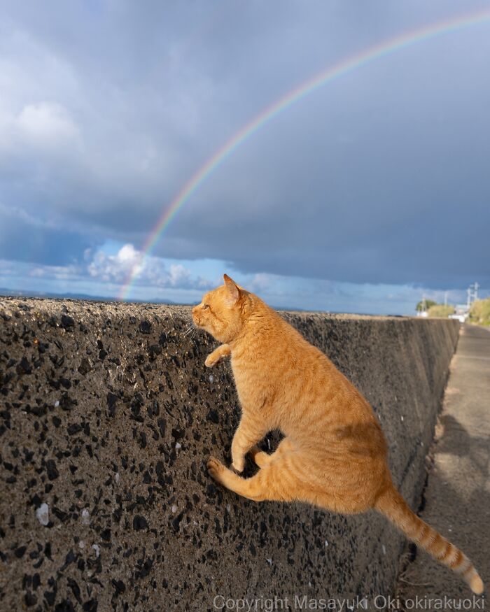 Orange cat climbing a wall with a vibrant rainbow in the background in entertaining cat pictures by Masayuki Oki