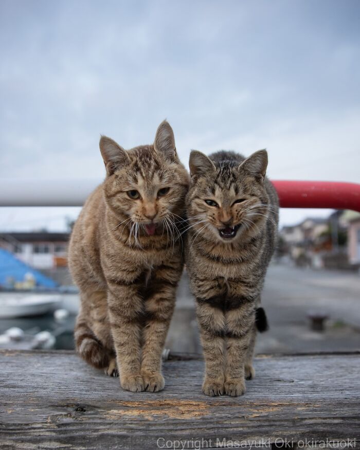 Two entertaining cats standing side by side on wooden surface with a blurred outdoor background in entertaining cat pictures