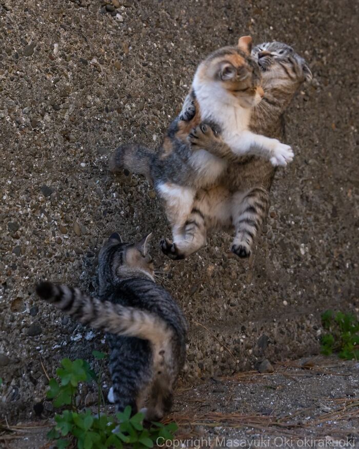 Two entertaining cat pictures captured by Masayuki Oki showing playful cats climbing and interacting on a textured outdoor wall.