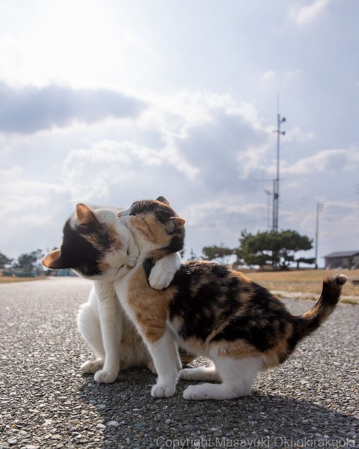 Two playful cats interacting on a sunny street, showcasing the quirky and playful side of cats by Masayuki Oki.