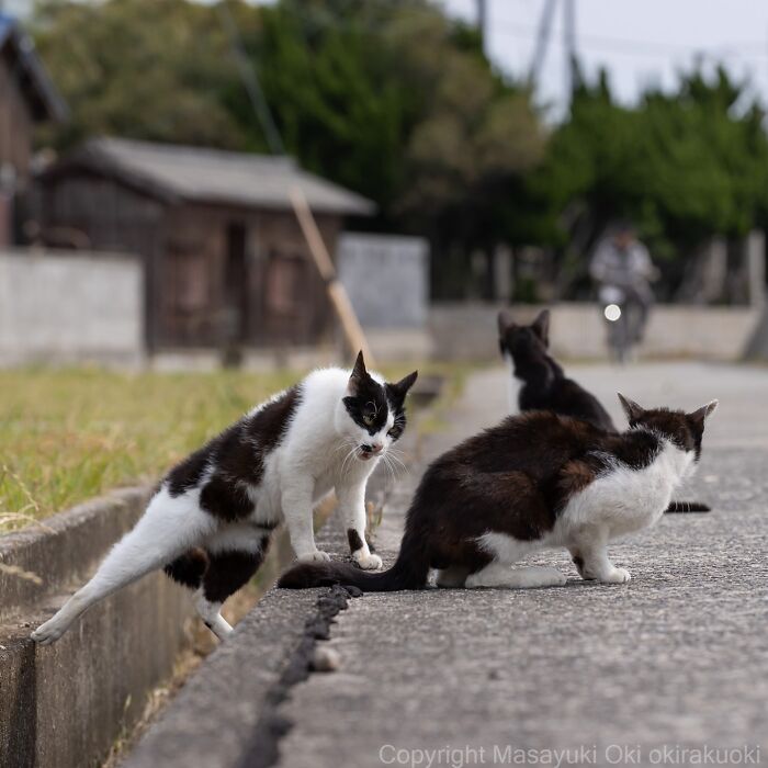 Three black and white cats on a rural road, showcasing entertaining cat pictures captured by Masayuki Oki.